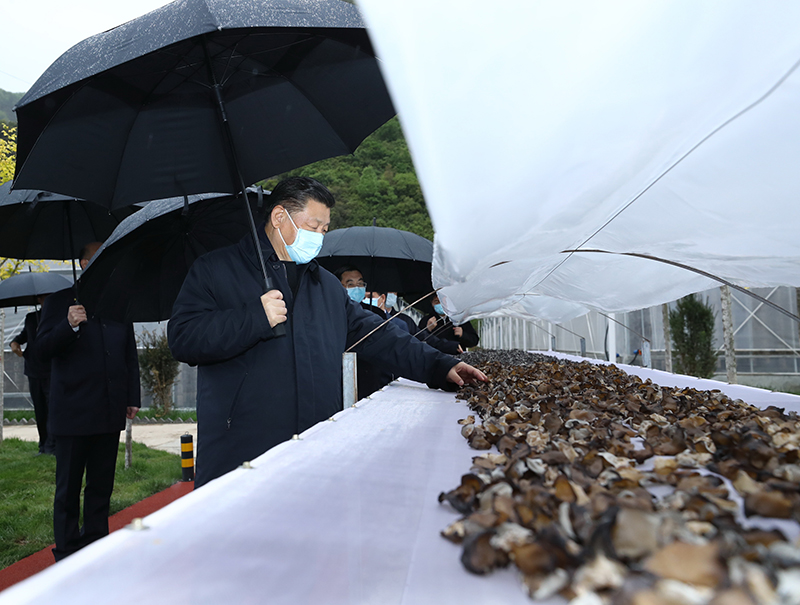 4月20日，習近平在陜西商洛市柞水縣小嶺鎮金米村，了解該村發展木耳產業情況。